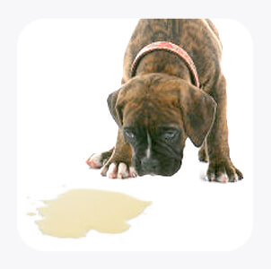 Potty Training Puppies on How To Potty Train Your Puppy   The Paw Print   21st Century Pet